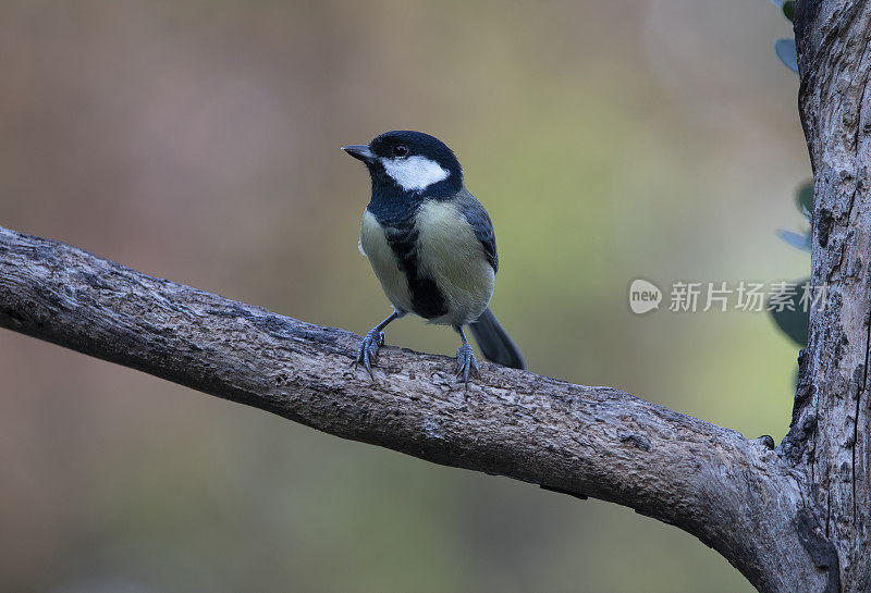 栖息大山雀(Parus Major)